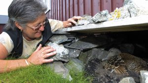 Fuglevokter sjekker ærfugl i steinhuset