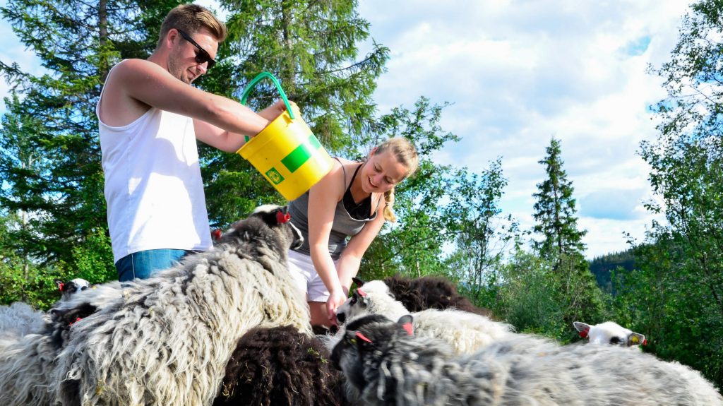 Elise og Marius ute og mater sauer