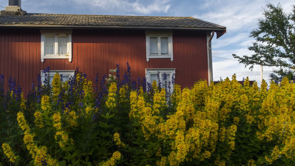 Hovedbygningen til Træna museum med blomster i forgrunnen