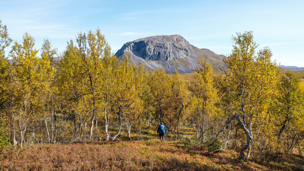 Turgåer med ryggsekk på tur gjennom den høstgule fjellbjørkeskogen mot fjellet Hatten en finværsdag på høsten