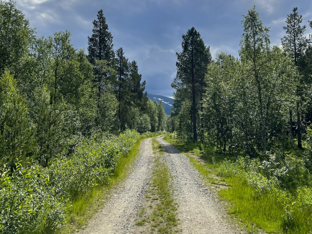 Skogsvei gjennom granskog