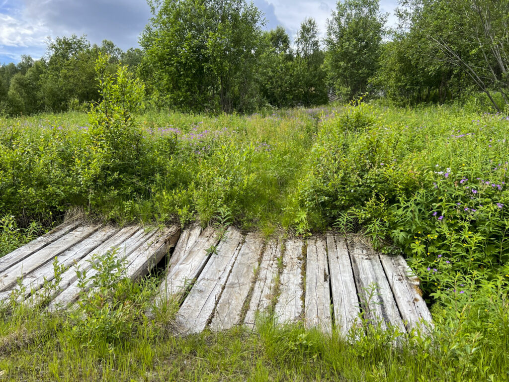 Sti gjennom skogen med en enkel plankebru over bekk