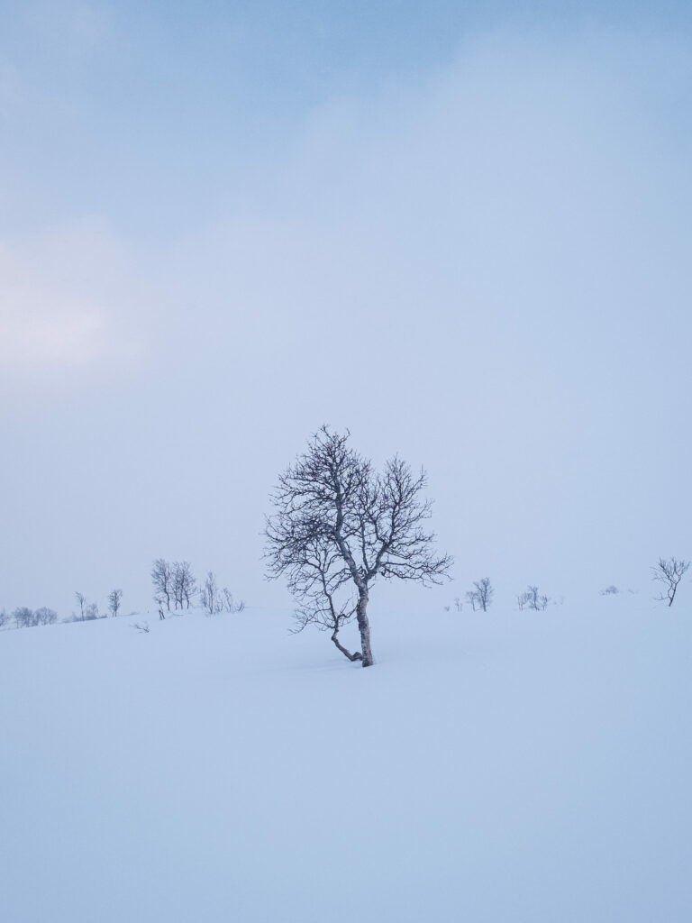 Fjellbjerkeskog på vinteren