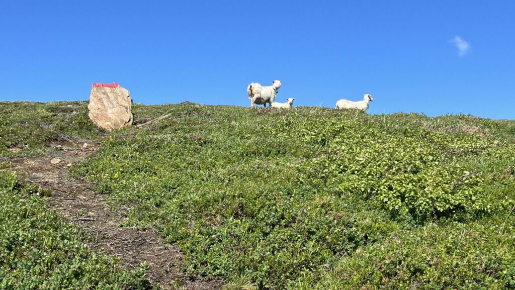 Sti på fjell med rødmerke på stein. 3 sauer i horisonten.