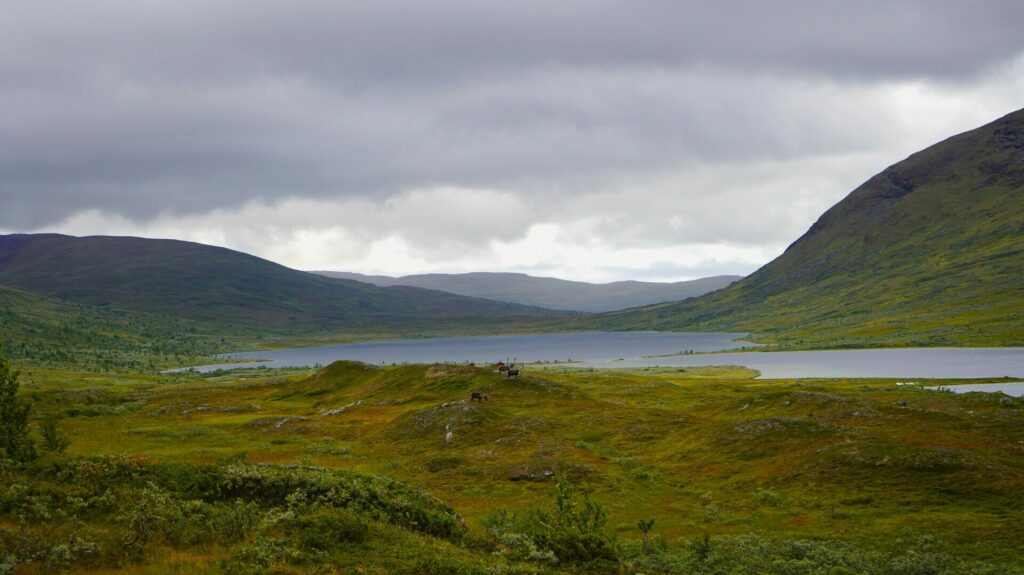 Reinsdyr på fjellet langs Nordlandsruta