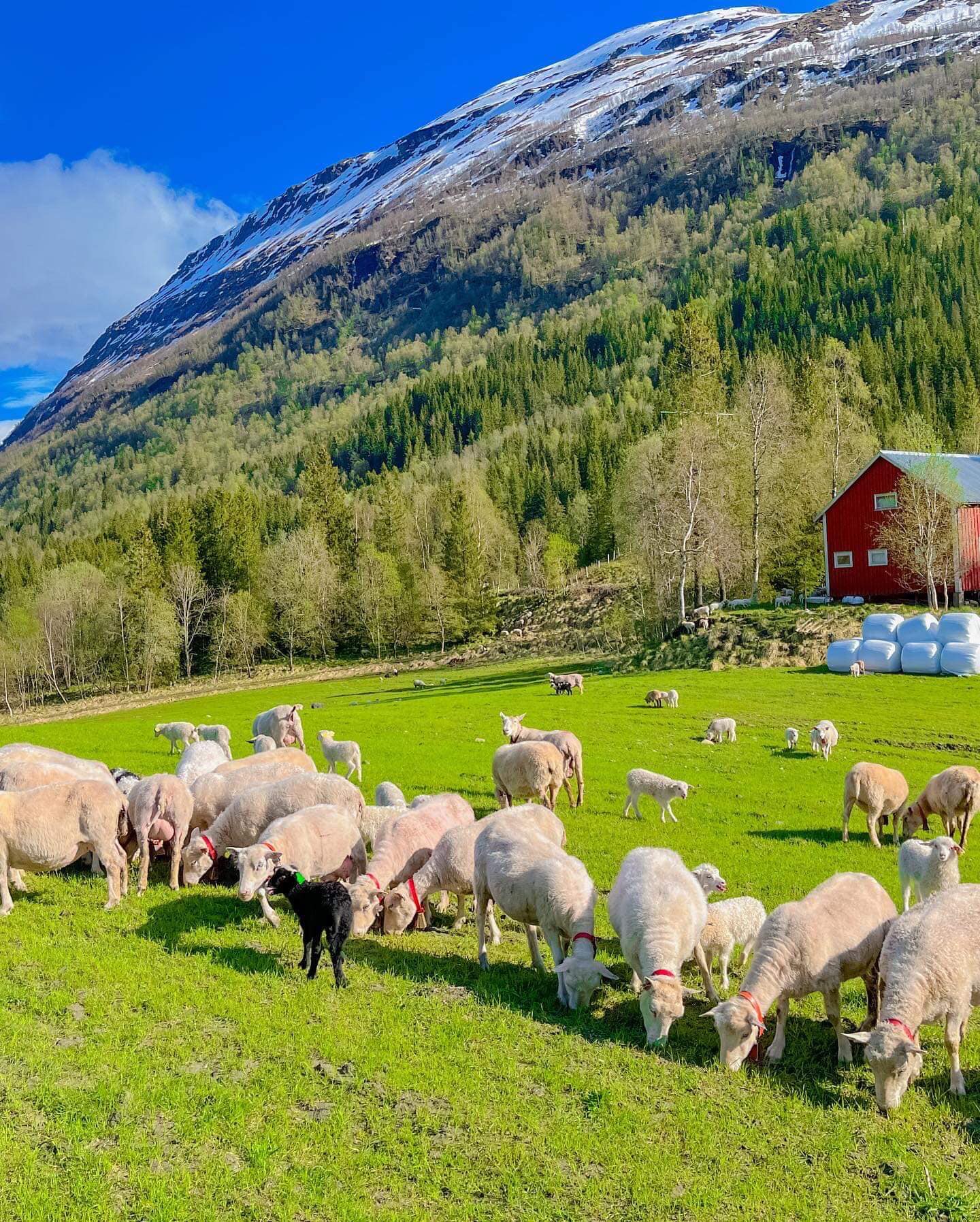 Brygfjell Gård -               smaken av godt dyrehold